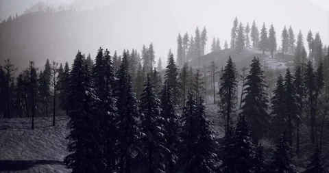 Misty forest landscape with tall trees and distant mountains during twilight 스톡 동영상 313497311