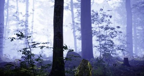 Misty forest landscape with tall trees and serene atmosphere in twilight Ilustração Stock