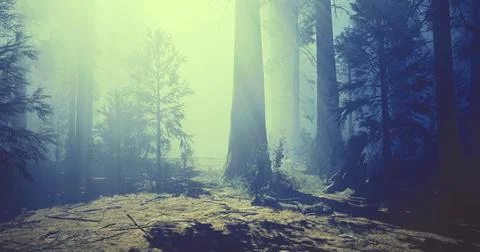 Misty forest landscape with tall trees and soft light at dawn Ilustração Stock