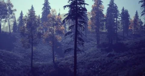 Misty forest landscape with tall trees and autumn foliage in a serene setting Ilustração Stock