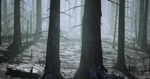 Misty forest landscape with tall trees and soft light filtering through Ilustração Stock