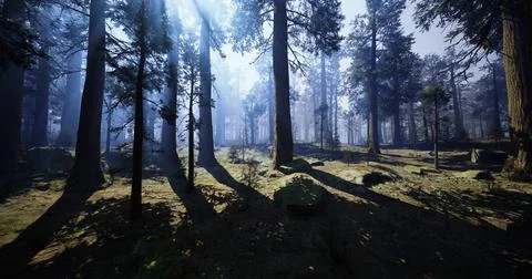 Misty forest landscape with tall trees and dappled sunlight in afternoon Ilustração Stock