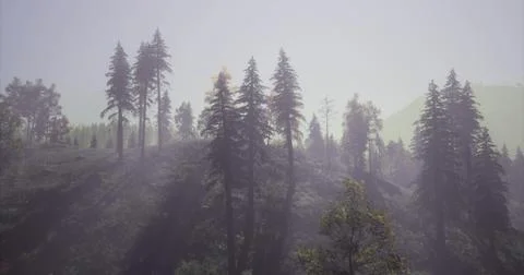 Misty forest landscape with towering pine trees during early morning light Stock Illustration