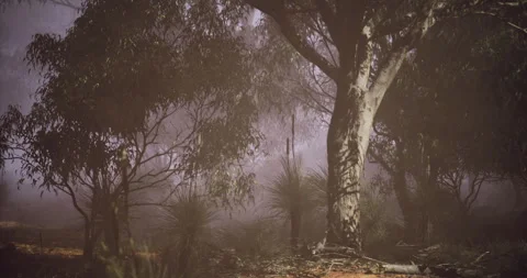 Misty forest landscape with trees and underbrush in soft morning light Stock Footage 315638150