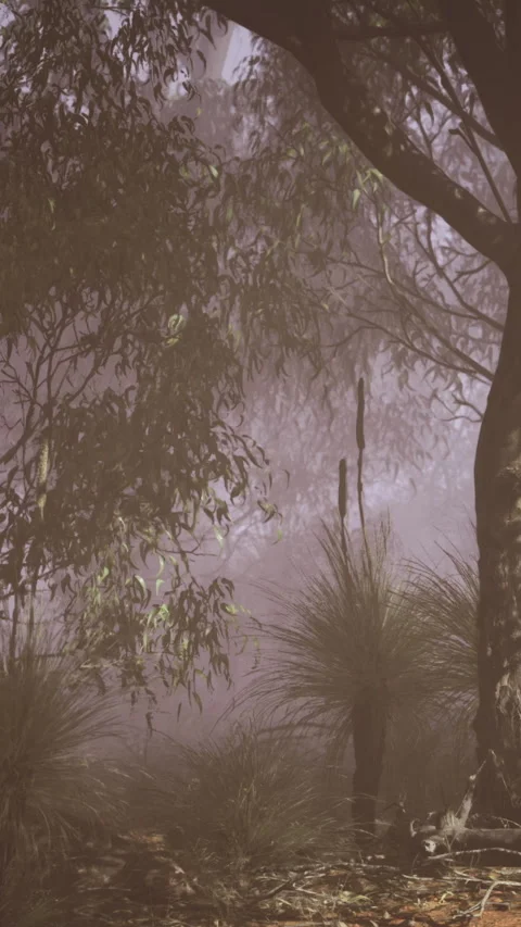 Misty forest landscape with trees and underbrush in soft morning light Stock Footage 317094027