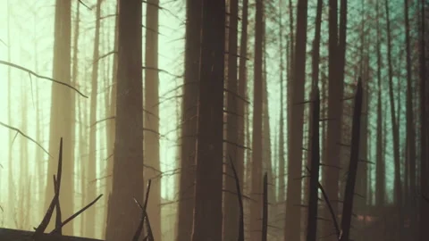 Misty Forest Landscape Where Sunlight Filters Through Tall Trees Stock Footage 344929319
