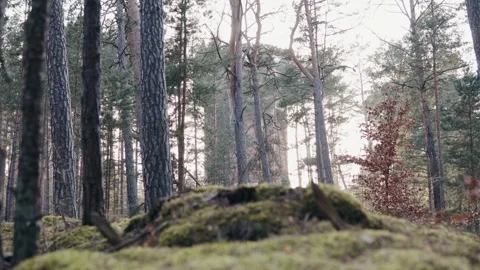 Misty Forest with Large Boulders 動画素材 344042239