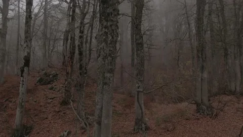 Misty forest limb Stock Footage 157485154