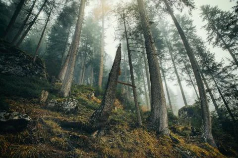 Misty forest with long pine trees and yellow grass in autumn season Stock Photos