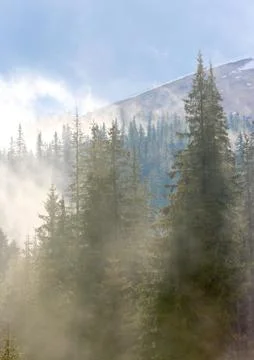 Misty forest on mountain background Stock Photos