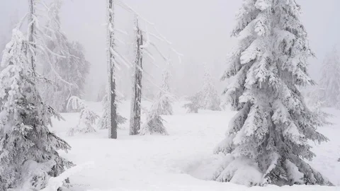 Misty forest mountain Stock Footage 86116998