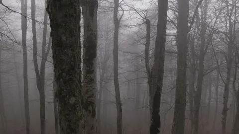 Misty forest on mountain Stock Footage 157485176