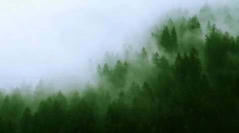 Misty Forest Mountain (HD) Stock Footage