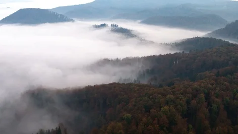 Misty forest nature Stock Footage 98457396