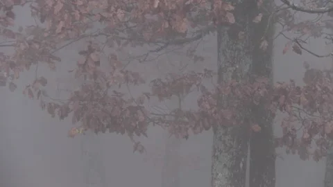 A misty forest with oak trees Stock-Footage 166737123