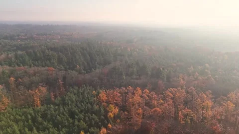 Misty Forest Overhead, Serene Image Capturing Mistcovered Treetops With Gentle Stock Footage 328051064