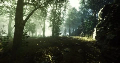 Misty forest path bathed in soft sunlight through the trees Stock Illustration