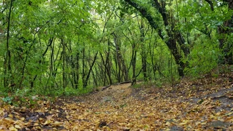 Misty Forest Path on a Cloudy Day | Calm Nature 4K Video Stock Footage 318844187