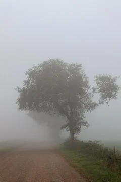 Misty Forest Path at Dawn with Trees Barely Visible Through the Fog Fotos de archivo