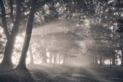 Misty forest path with dramatic sunbeams at sunrise, black and white, Limou.. 写真素材