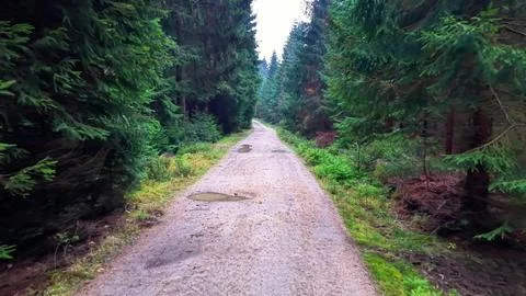 Misty forest path expedition image, damp forest tracks with reflections and Stock Photos
