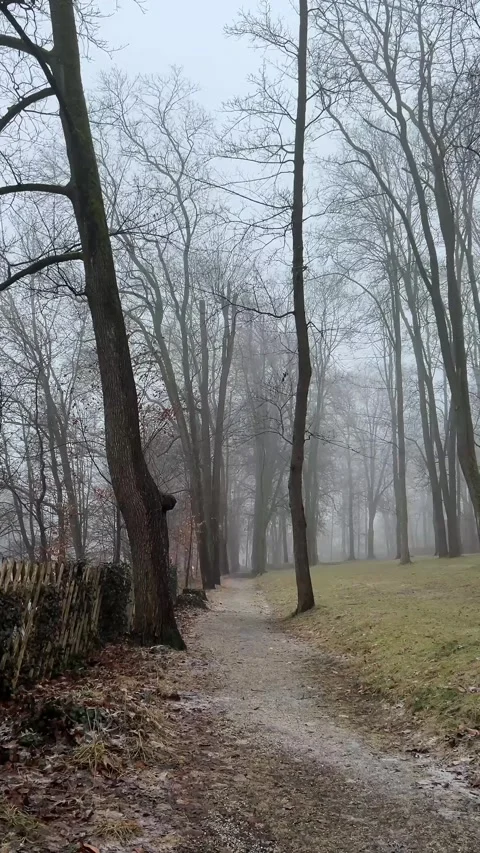 Misty Forest Path in February, Auerbach Stock Footage 328928187