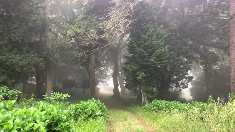Misty Forest Path Stock Footage 155516283