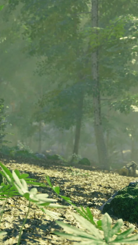 Misty forest path invites adventure in serene morning light Stock Footage 331826944
