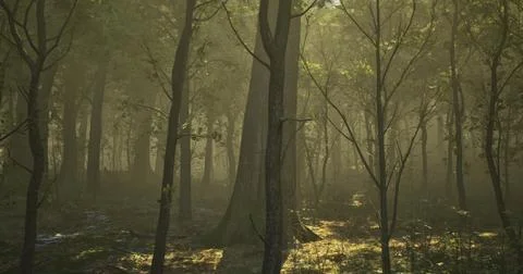 Misty forest path invites exploration during early morning light Stock Illustration