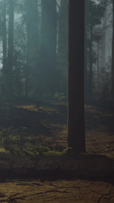 Misty forest path invites wandering spirits on a tranquil morning Stock Footage 331695486
