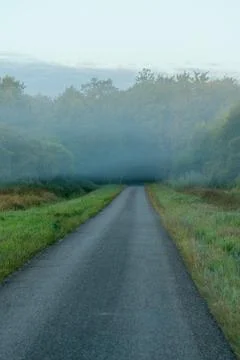 Misty Forest Path Leading Into a Dark, Mysterious Distance Fotos de archivo