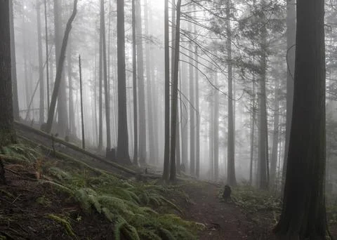 Misty forest path meandering through tall trees in early morning light Stock Photos