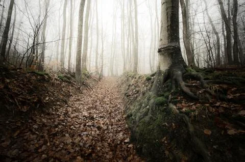 Misty forest path Stock Photos