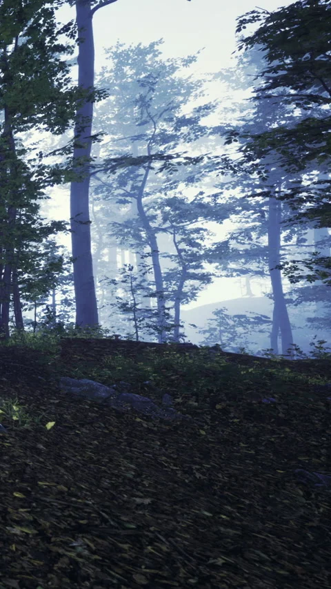 Misty forest path reveals the tranquility of nature in soft morning light Stock Footage 334245149