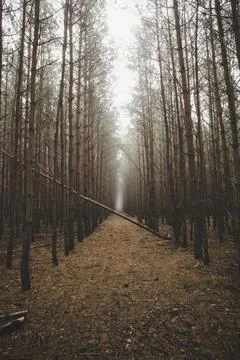 Misty forest path reveals tranquility and solitude Stock Photos