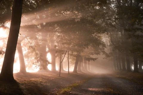 Misty Forest Path with Sun Rays Foto stock