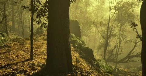 Misty forest path with sunlight filtering through dense trees in autumn Stock Illustration