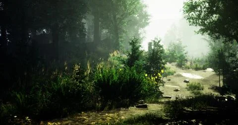 Misty forest path with sunlight filtering through trees in a tranquil setting Illustrazione stock