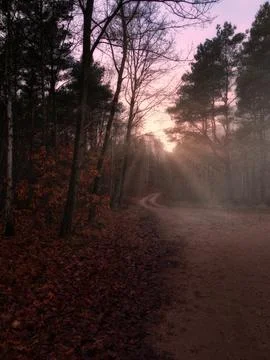 Misty Forest Path at Sunset 写真素材