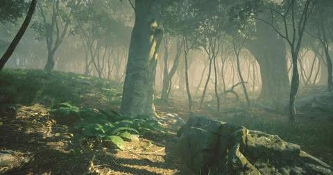 Misty forest path surrounded by tall trees and soft grass during morning ligh Stock Illustration