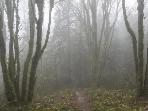 Misty forest path surrounded by tall trees on a cool morning in a tranquil .. Stock Photos