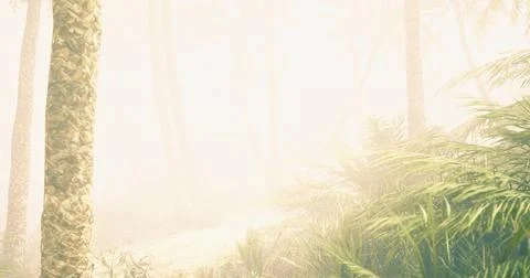 Misty forest path with tall trees and lush greenery during early morning Stock Illustration