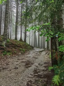 Misty Forest Path Through Dense Woodland Foto stock