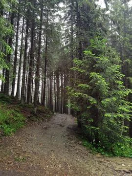 Misty Forest Path Through Tall Evergreen Trees Foto stock