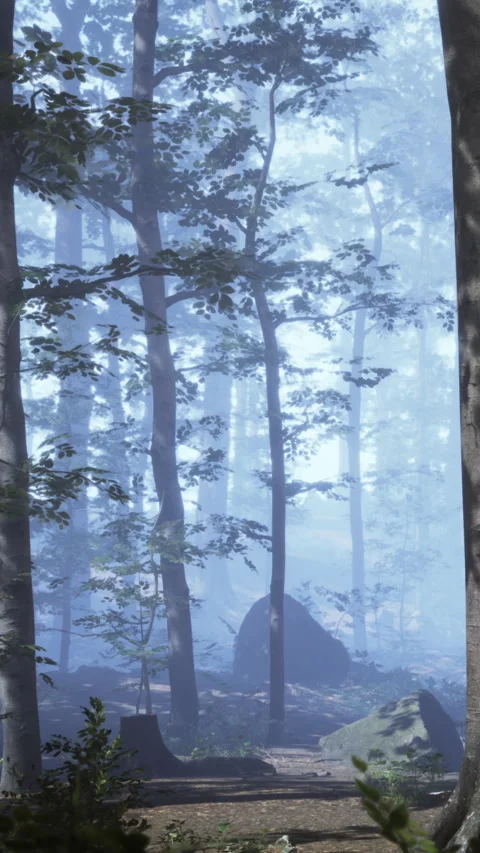 Misty forest path with trees and rocks in a quiet natural setting Stock Footage 337976179