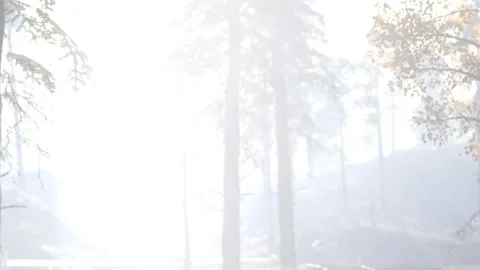 Misty forest path with trees and bright light during daytime hours Stock Footage 339867953