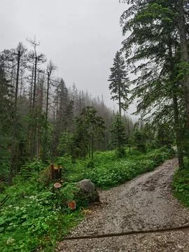 Misty Forest Path Winding Through Dense Woodland Foto stock