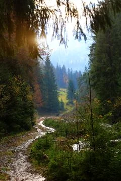 Misty forest path winding through autumn trees with sunbeams breaking throu.. Stock Photos