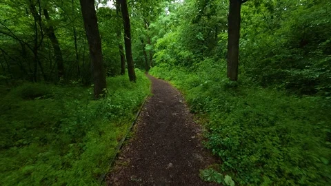 Misty forest path winds through lush greenery. Sumarice, Kragujevac Stock Footage 340900256