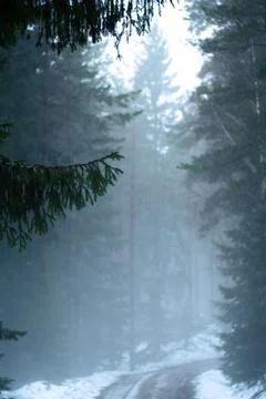 Misty Forest Path in Winter Stock Photos